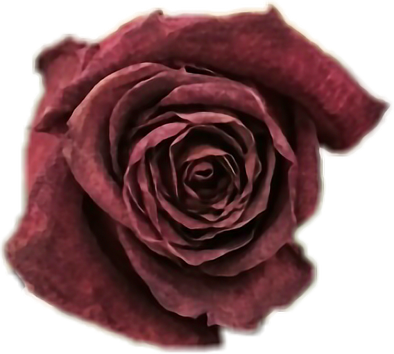 Soft Grunge Flowers Tumblr - Garden Roses (568x510)