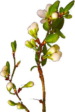 Flowers Blooming Gif Flower Blooming Gif Transparent - Blooming Flowers Gif Transparent (352x500)
