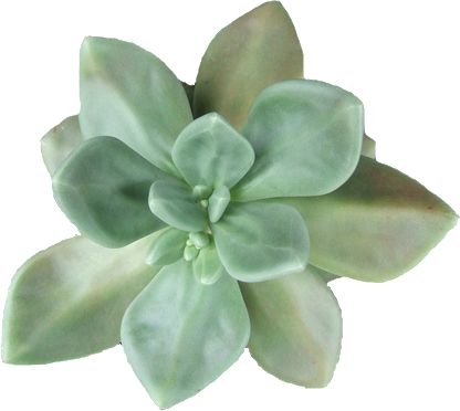 Green Plant Aestethic Grunge Hipster Indie Nature Transparent - Succulent Transparent (416x372)