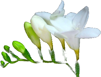 Flowers Gifs Get The Best Gif On Giphy - Flower Blooming Gif Transparent (500x281)