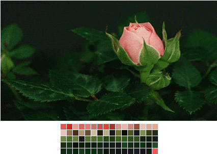 Gif Flower Colors Nature Rose Roses Transparent Color - Nature Colors Gif (500x320)