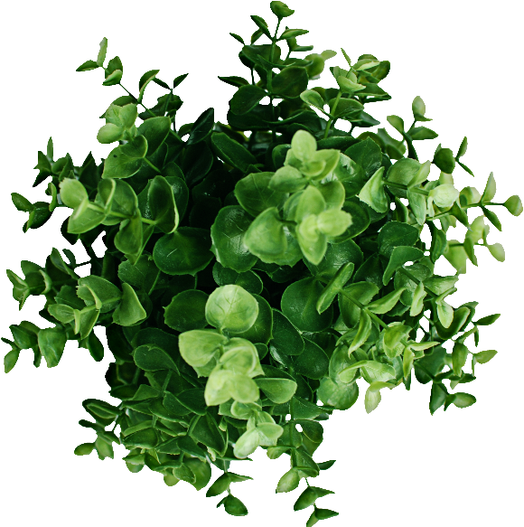 Plant Top View Png Image - Plant Top View Png (800x600)