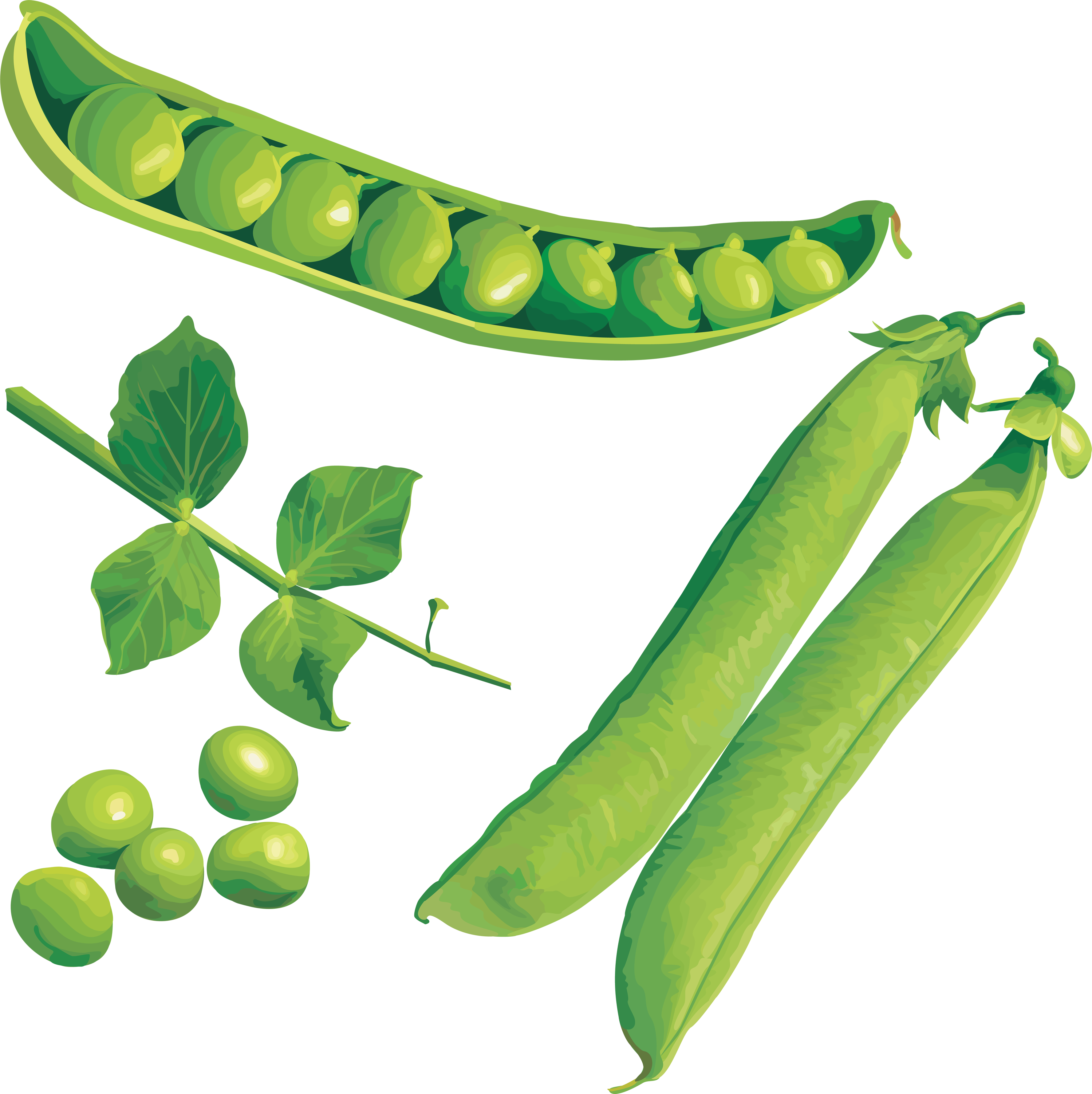 Pulse Clipart Frozen Pea - Green (3553x3560)