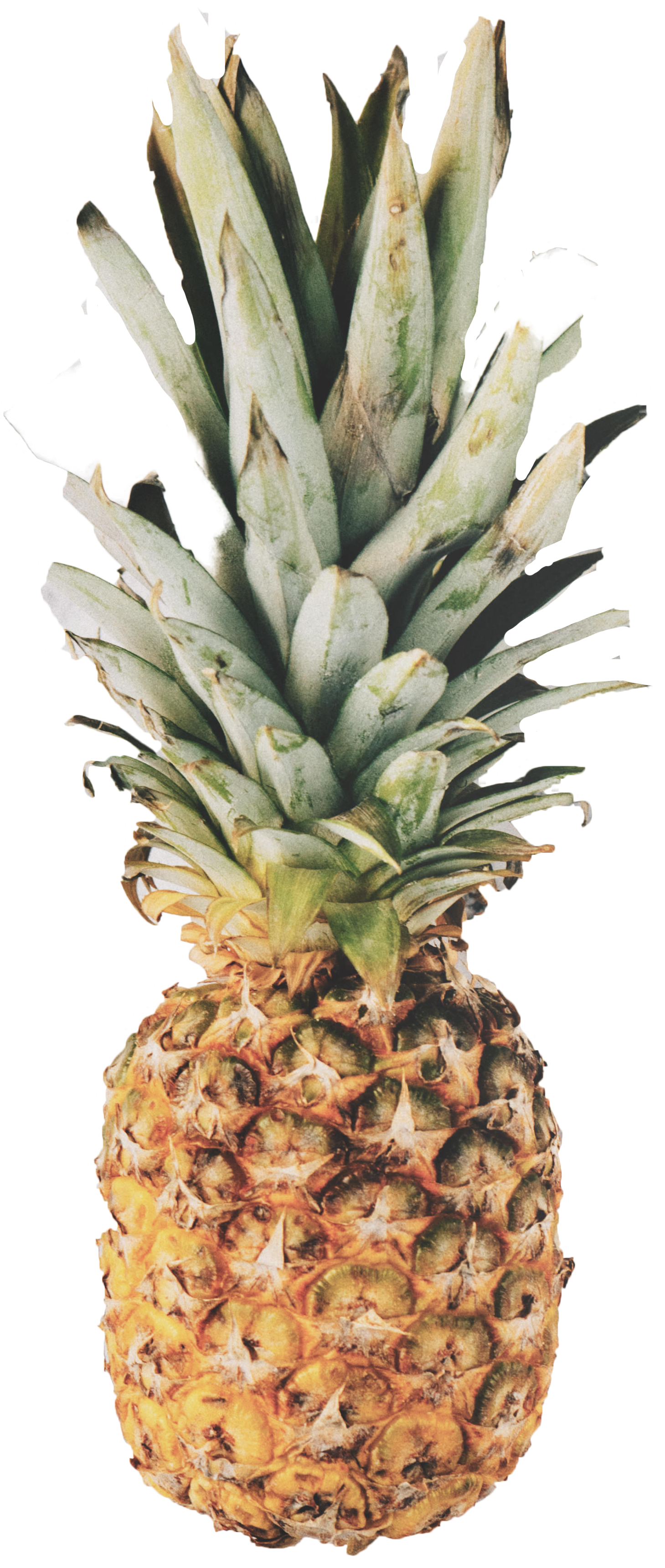 Ananas Render (2728x3930)