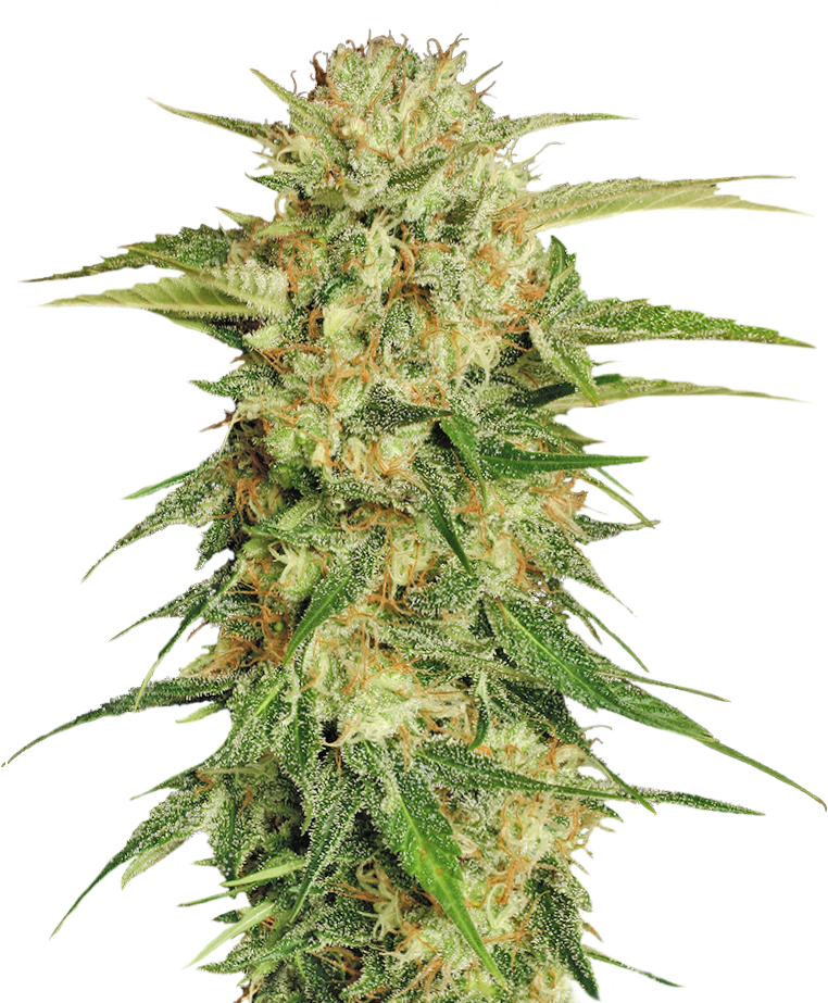 Free Marijuana Png (835x955)