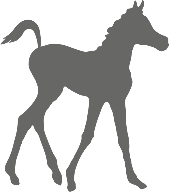 Marketplace - Arabianhorseworld - Com - 300-075 Test - Horse (1000x1000)