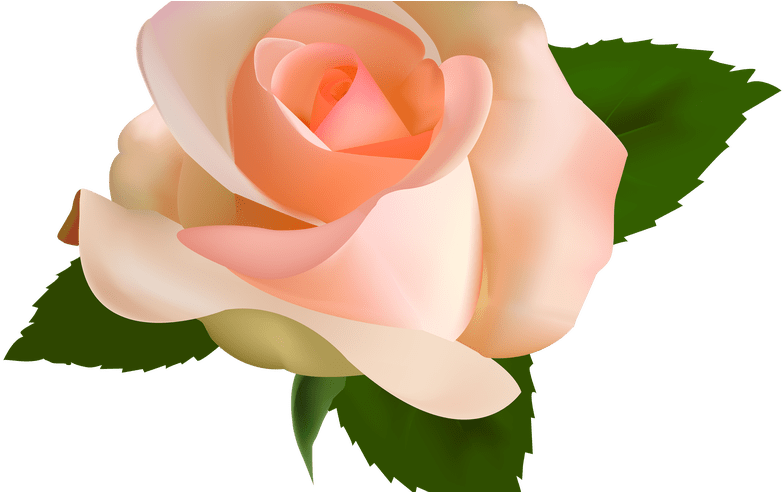 Peach Rose Clipart 5 By Kristen - Rosas Vector (800x491)