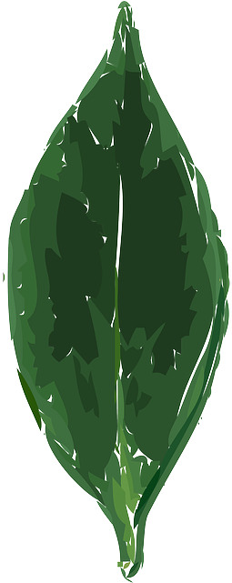 Plants, Leaf, Cartoon, Drink, Tea, Leaves, Beverage - Leaf (320x640)