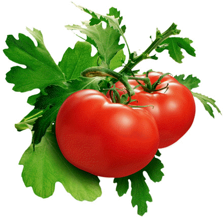 Turmeric Health Benefits - Tomato Plant (442x435)