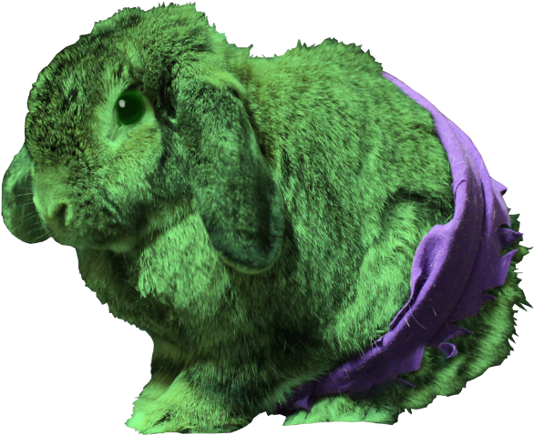 The Incredibun Hulk - Domestic Rabbit (750x619)