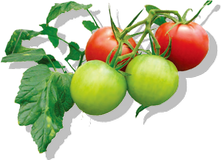 1%の光の増大は1%の 増収となる - Cherry Tomatoes (461x323)