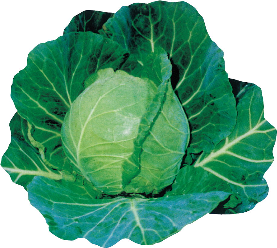 写真 - 輝助 - 野崎 輝助 キャベツ (960x960)