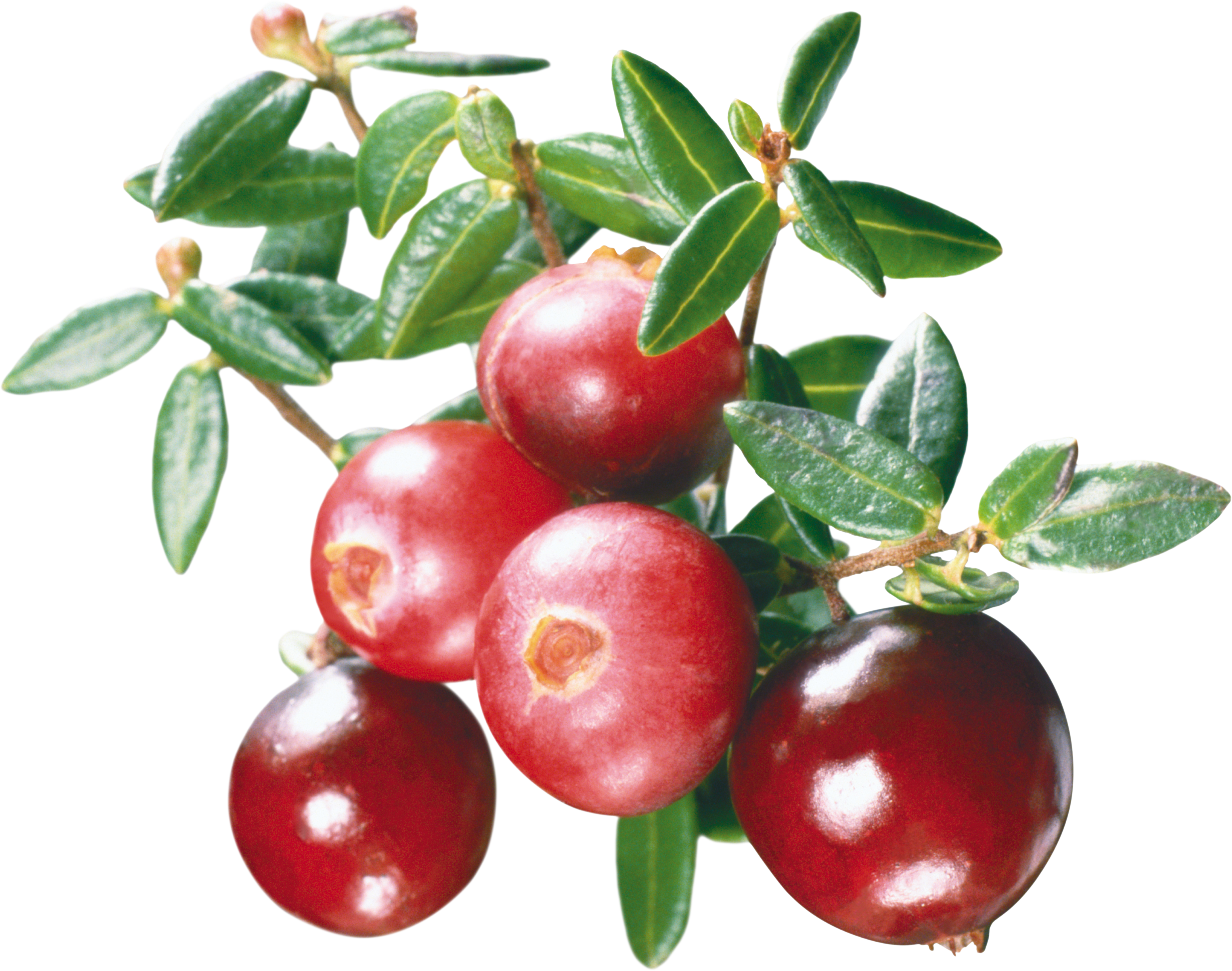 Cranberry Juice Marmalade Mors - Клюква Пнг (4284x3377)
