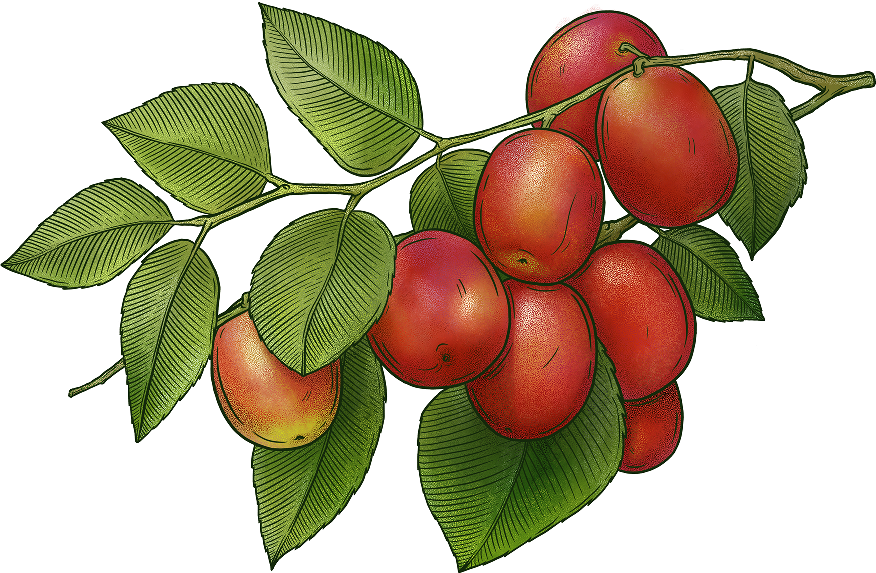 These Elements Consists Of Herbal Fruits And Plant - Apricot (1920x1920)