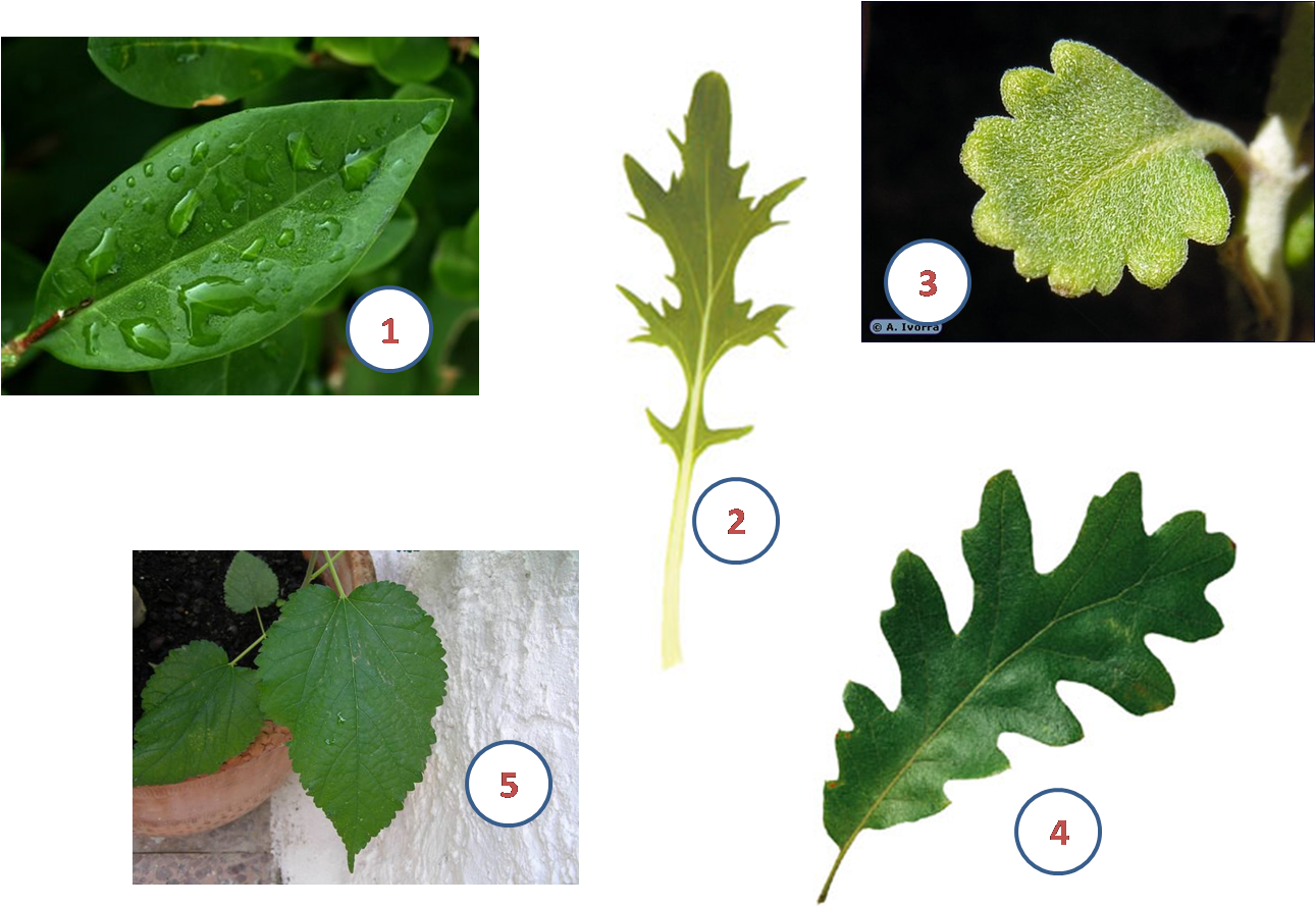 Leaf Plant Stem Limbe Àpex - Tipos De Hojas De Plantas (1291x890)