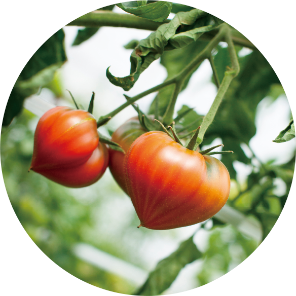 ハートの女王1kg箱×1 - Plum Tomato (584x584)