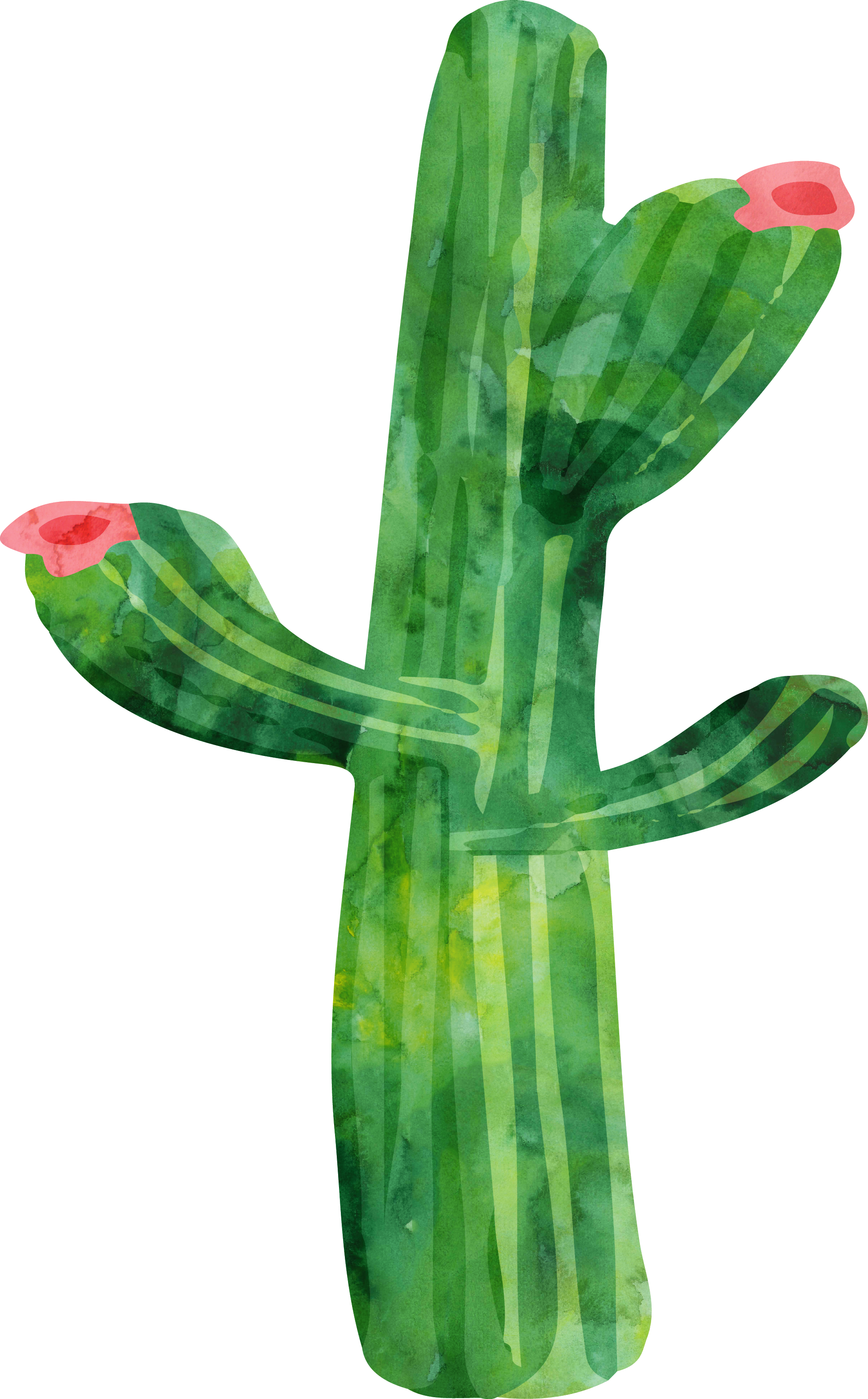 Cactaceae Watercolor Painting Plant - Cactus (1933x3111)