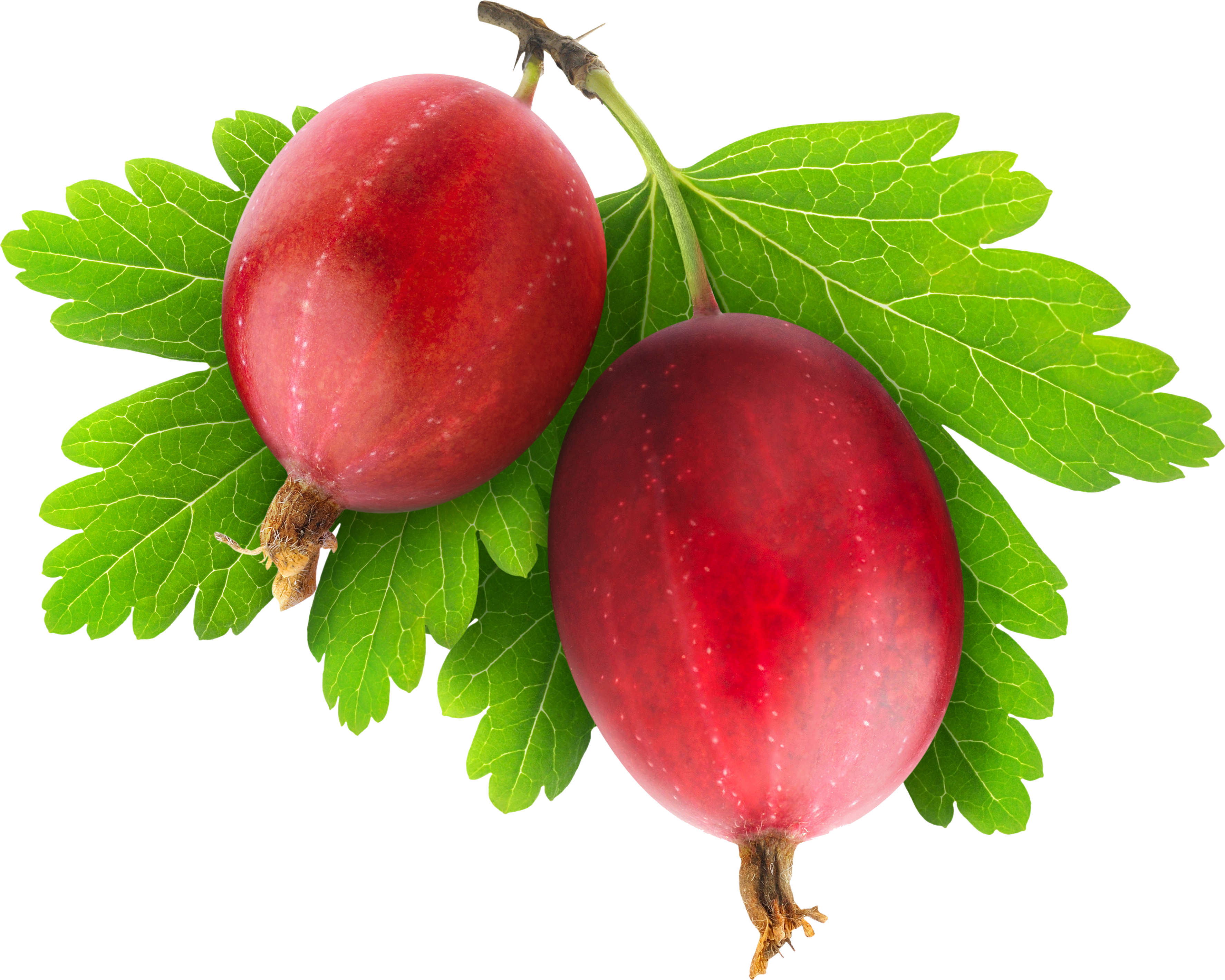 Gooseberry Kompot Strawberry Blackcurrant - Агрус Пнг (3548x2838)