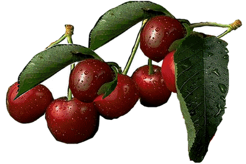 Plum Sticker - Fruit (462x317)