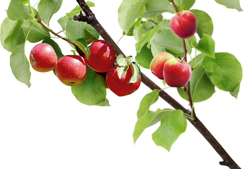 Discover The Orchard - Verger Png (852x591)