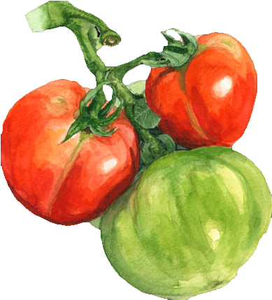 Watercolor Painting Tomato - Tomato Watercolour Png (554x500)