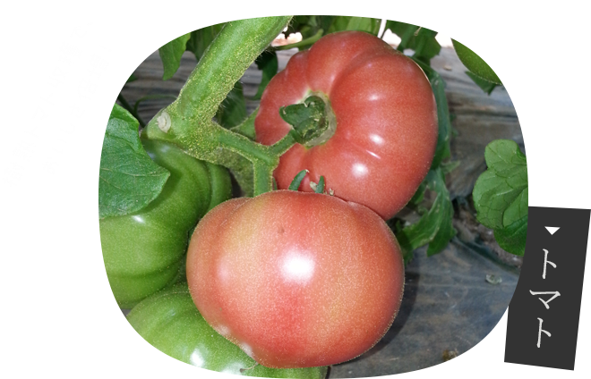 トマト - Bush Tomato (720x440)