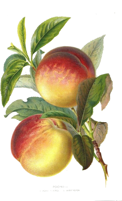 Peach Plum Botany Botanical Illustration Fruit - Botanical Illustration Fruit (515x800)