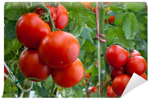 Dwarf Tomato F1 - Alicante F1 (400x400)