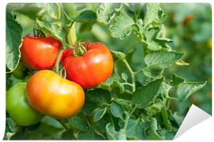 Tomato Seeds / Mailable Seed Packet - Custom Print (400x400)