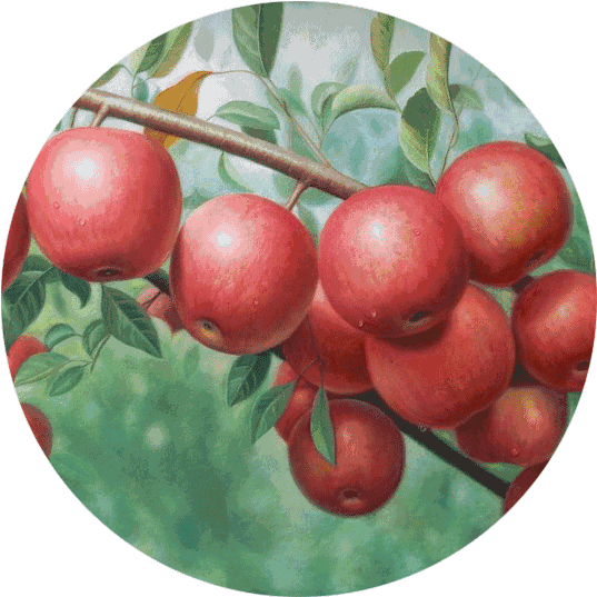 Plum Sticker - Rose Hip (1000x682)