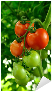 Kırmızı Olgun Ve Yeşil Olgunlaşmamış Domates Dalı Çıkartması - Plum Tomato (400x400)