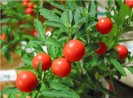 Ashwagandha English Name (900x601)
