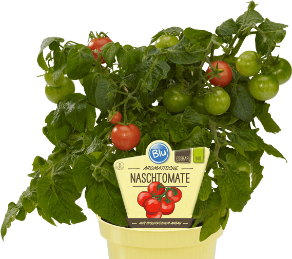 Blu - Aromatische Naschtomate - Blu Echter Thymian Topf-ø Ca. 12 Cm (570x515)