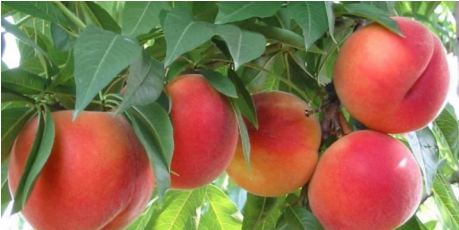 شلیل ردگل - Pesco Albero (458x458)