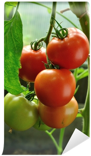 Branch Of Red Ripe And Green Unripe Tomatoes Wall Mural - Tomato (400x400)