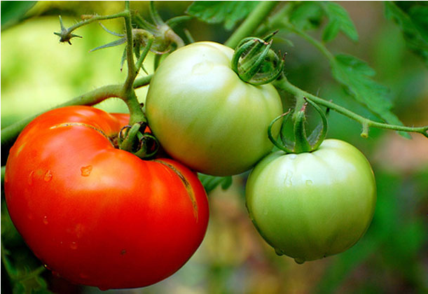 Tomato Native Seeds Pack - Brooklyn Italian: A Memoir Of Recipes Of Days Gone (800x800)