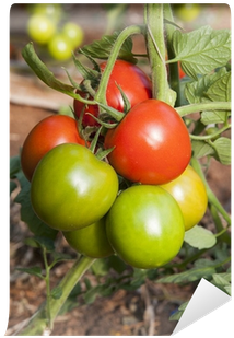 Europe, Italy, Sicily, Red And Green Tomatoes In A - Italy (400x400)