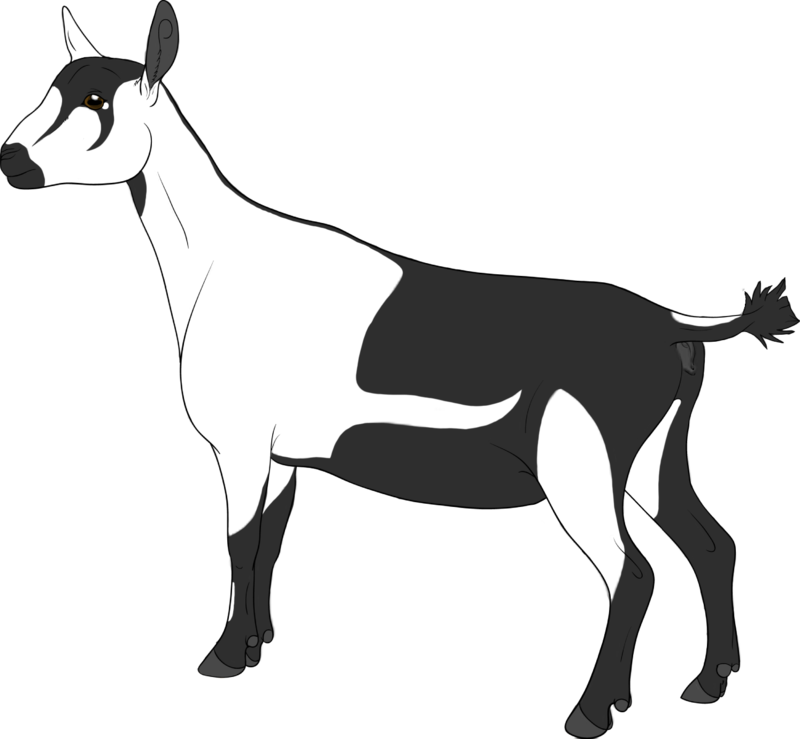 Brucellosis Free Per Usda - Goat (800x739)