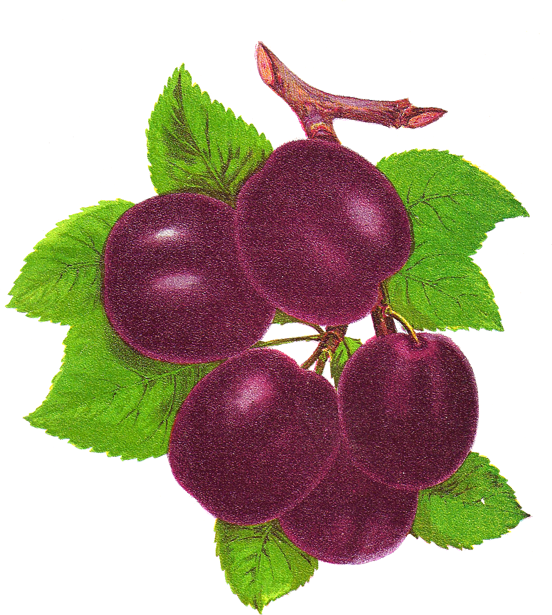 Yahoo Image Search Results - Plum Vintage Png (1218x1325)