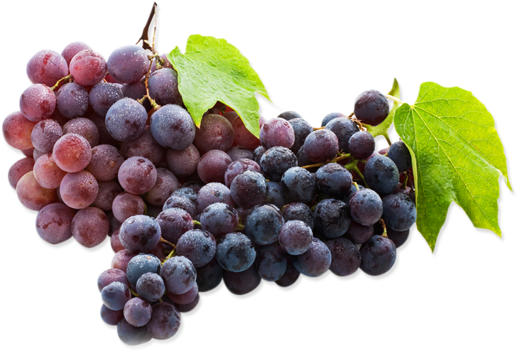 Dried Plum Health Benefits How Is Plum Or Prunes Useful - Three-cornered Hat In Full Score [book] (752x512)