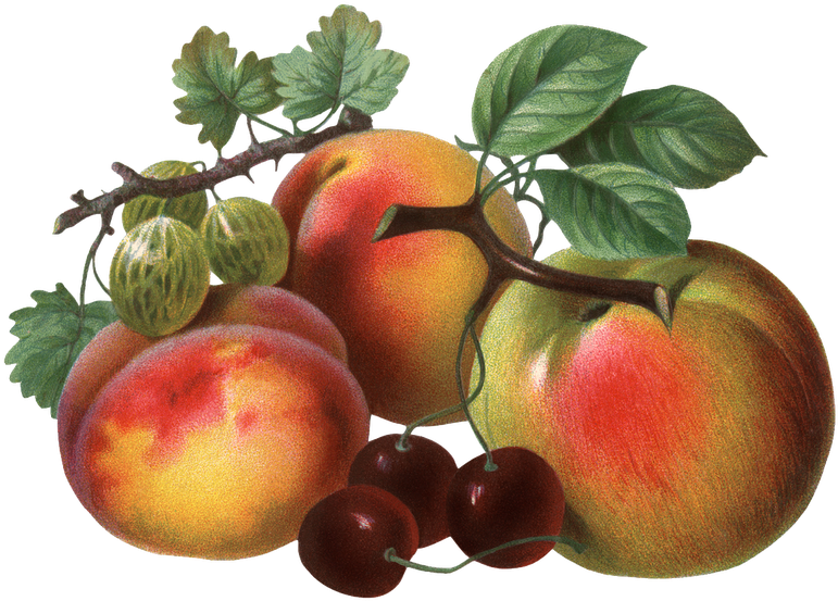 More Www - Chomikuj - Pl/gwiazdorek1 - Art Print: Chromos, Cerises, 9x16in. (800x602)