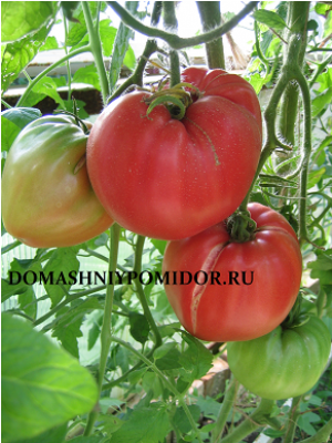 Bush Tomato (820x400)