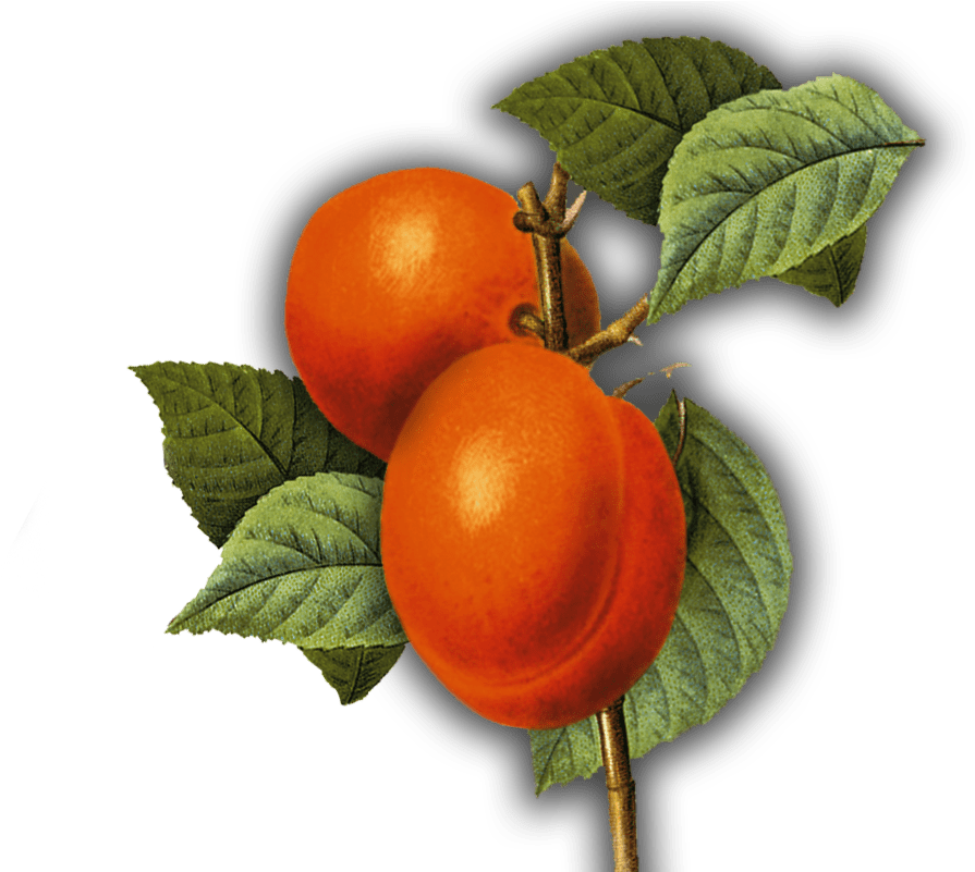 Genuss-tipp - Art Print: Ophelia & Co.'s Summer Fruit 3, 33x33cm. (1000x800)