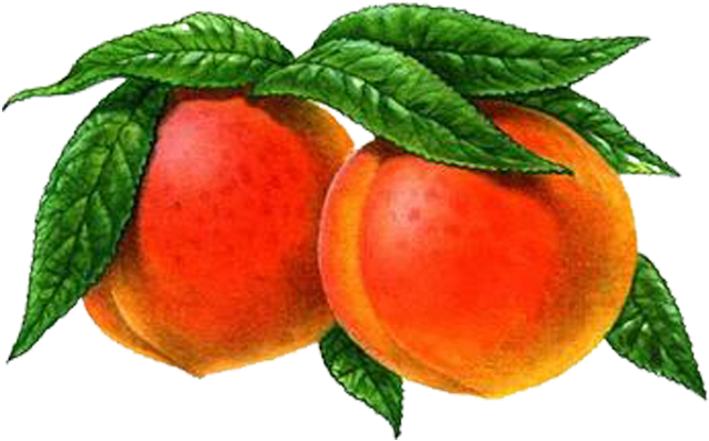 Изображение Для Плейкаста - Cherry Tomatoes (700x450)