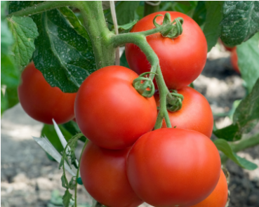 Hibrit F1 Sofralık Domates Tohumları - Tomato (873x294)