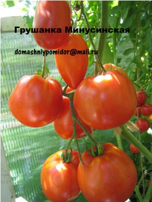 Bush Tomato (820x400)
