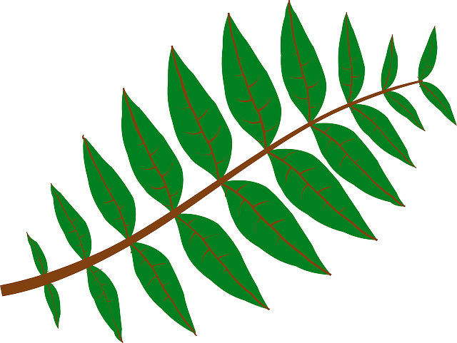 Branch Leaves, Plant, Green, Nature, Twig, Branch - Leaf Clip Art (640x481)