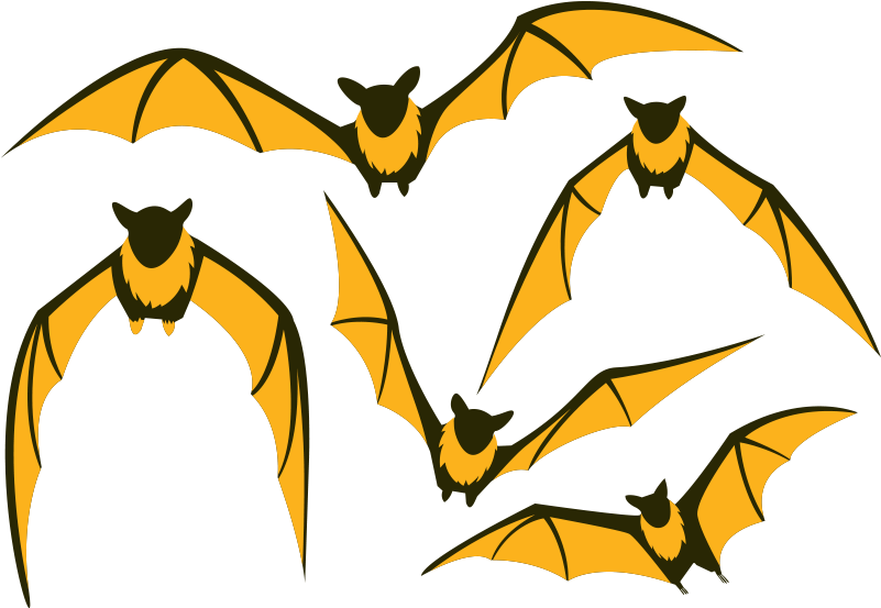 Bat Flight Large Flying Fox Clip Art - Flying Fox Bat Illustration (800x800)
