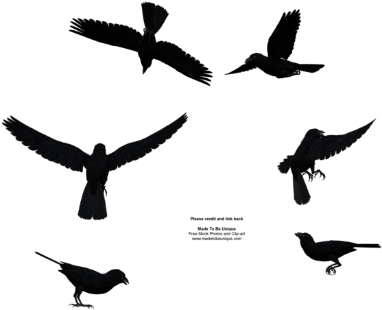 Madetobeunique 113 46 Black Raven Bird Flying Above - Raven Bird Silhouette Png (851x690)