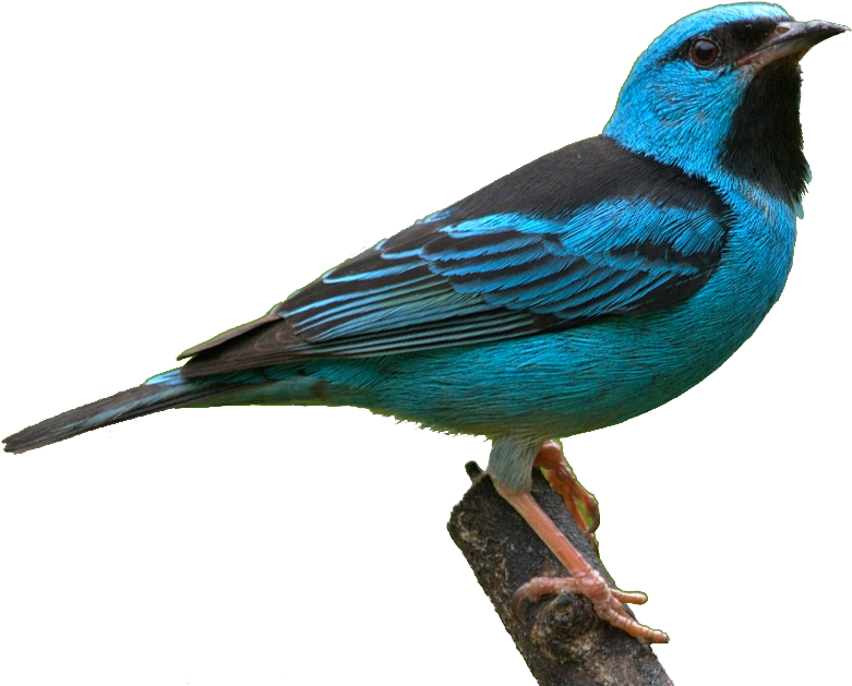 Masked Bird Images - Tanagers (828x666)